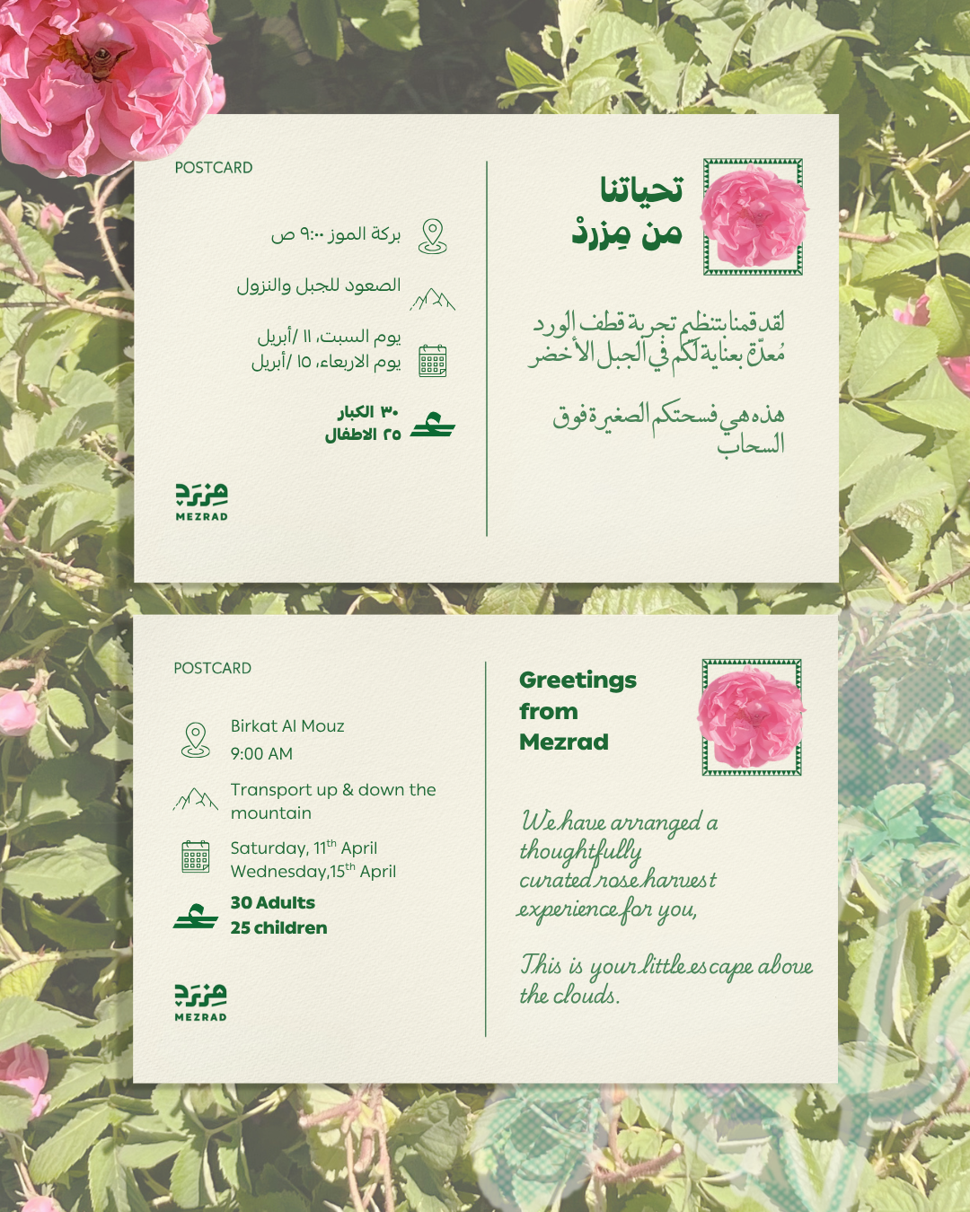Rose Harvest Jabal Akhdar